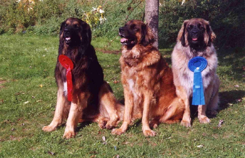 Noé de la Citadelle D'Hermance