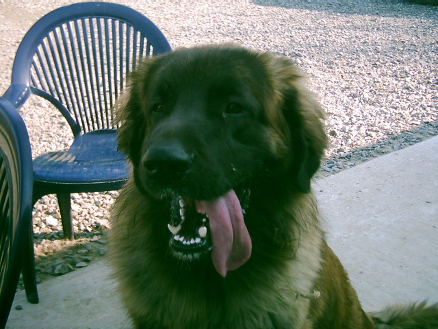 Sherlock de la Citadelle D'Hermance