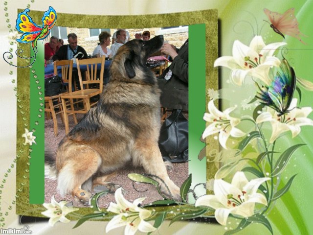 Volga de la Citadelle D'Hermance