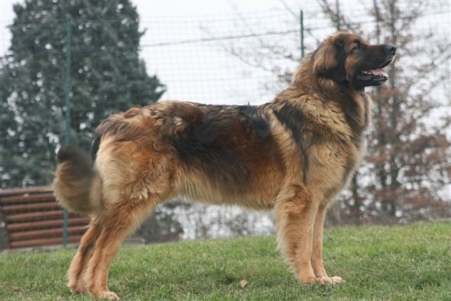 Betty boop rêvana de la Citadelle D'Hermance