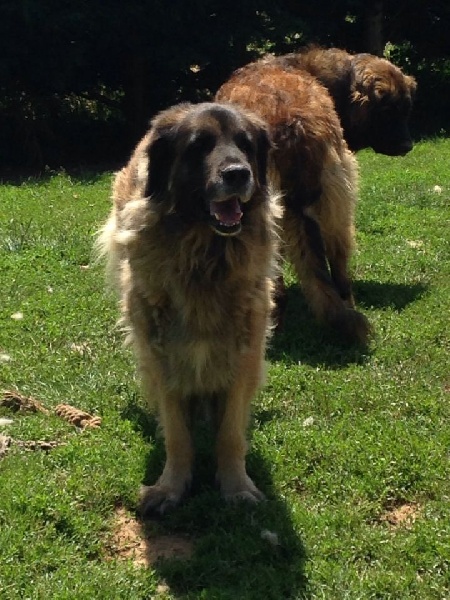 Dyzen de la Citadelle D'Hermance