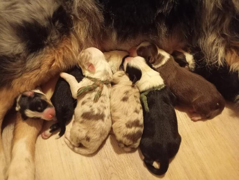 Bébés australiens nés le 13 Décembre