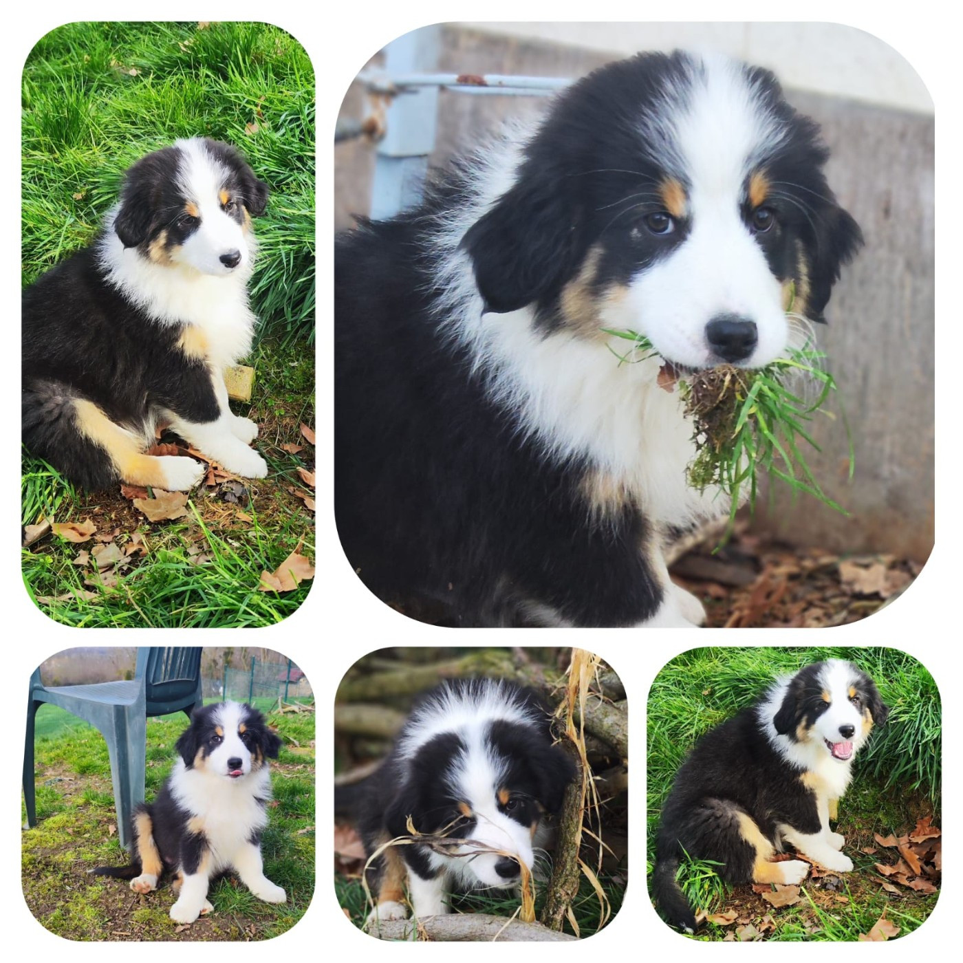 AUPRA , femelle tricolore noire , disponible à la réservation