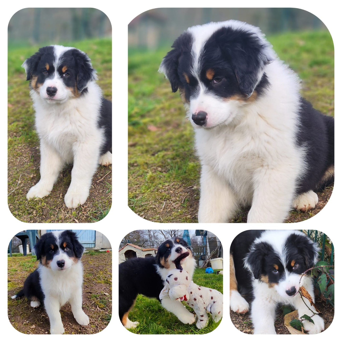 Disponibles 2 bébés bergers australiens