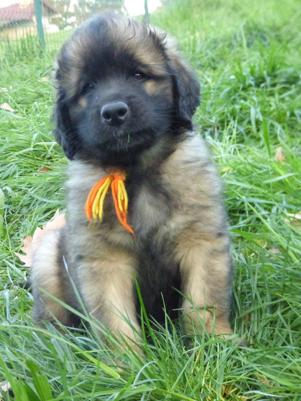 Chiot léonberg disponiblre