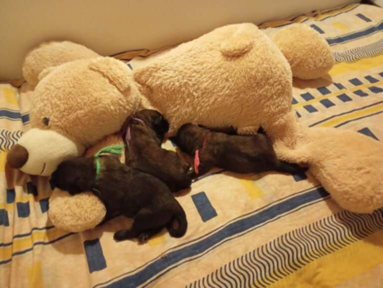 Naissance des bébés de Péroline et Trust 