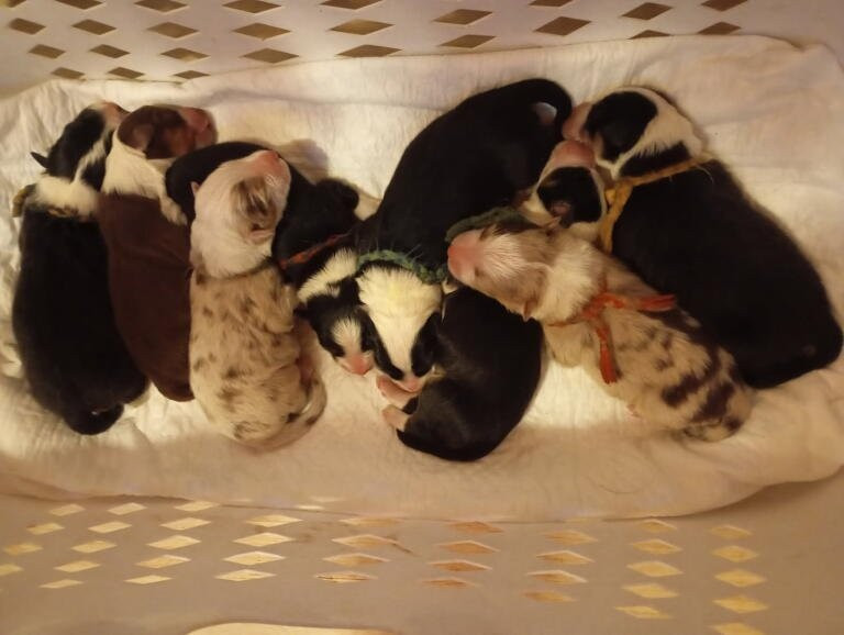 de la Citadelle D'Hermance - Chiots disponibles - Berger Australien