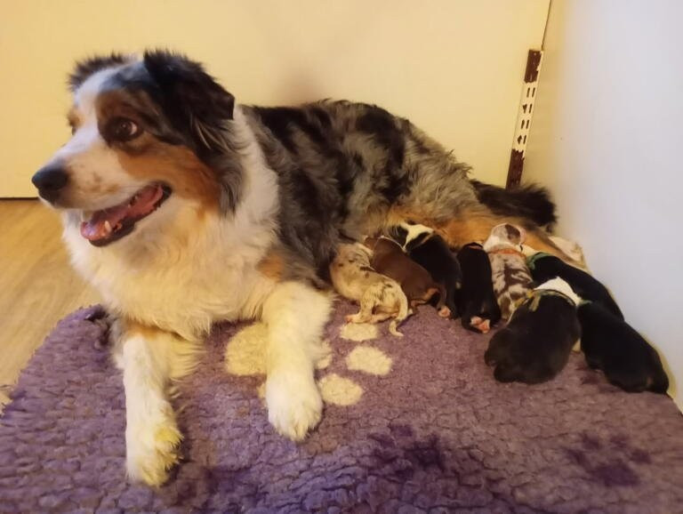 Chiot Berger Australien de la Citadelle D'Hermance