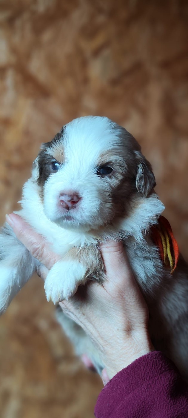 de la Citadelle D'Hermance - Chiots disponibles - Berger Australien