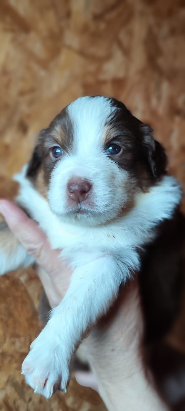 de la Citadelle D'Hermance - Chiots disponibles - Berger Australien