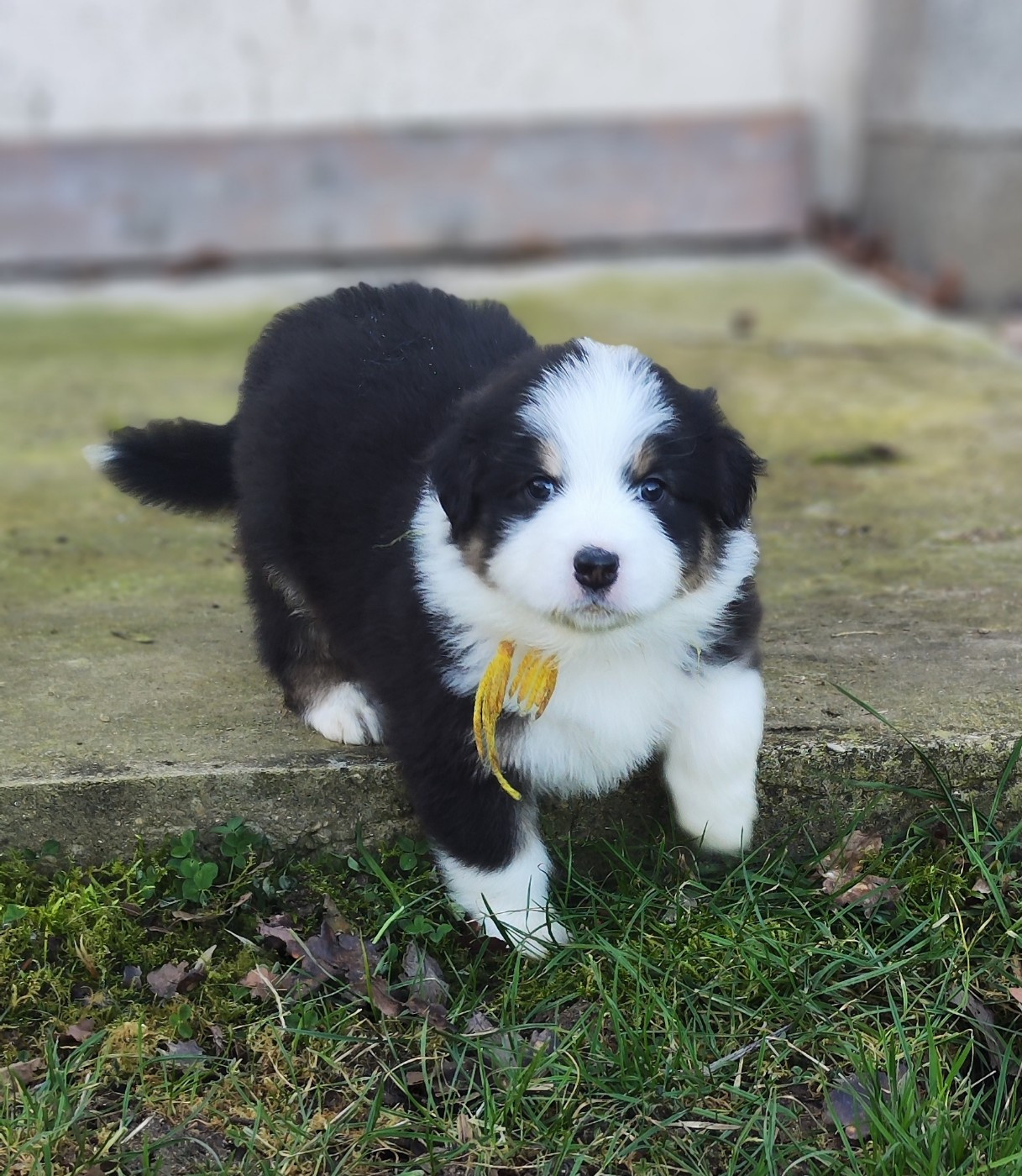 de la Citadelle D'Hermance - Chiots disponibles - Berger Australien