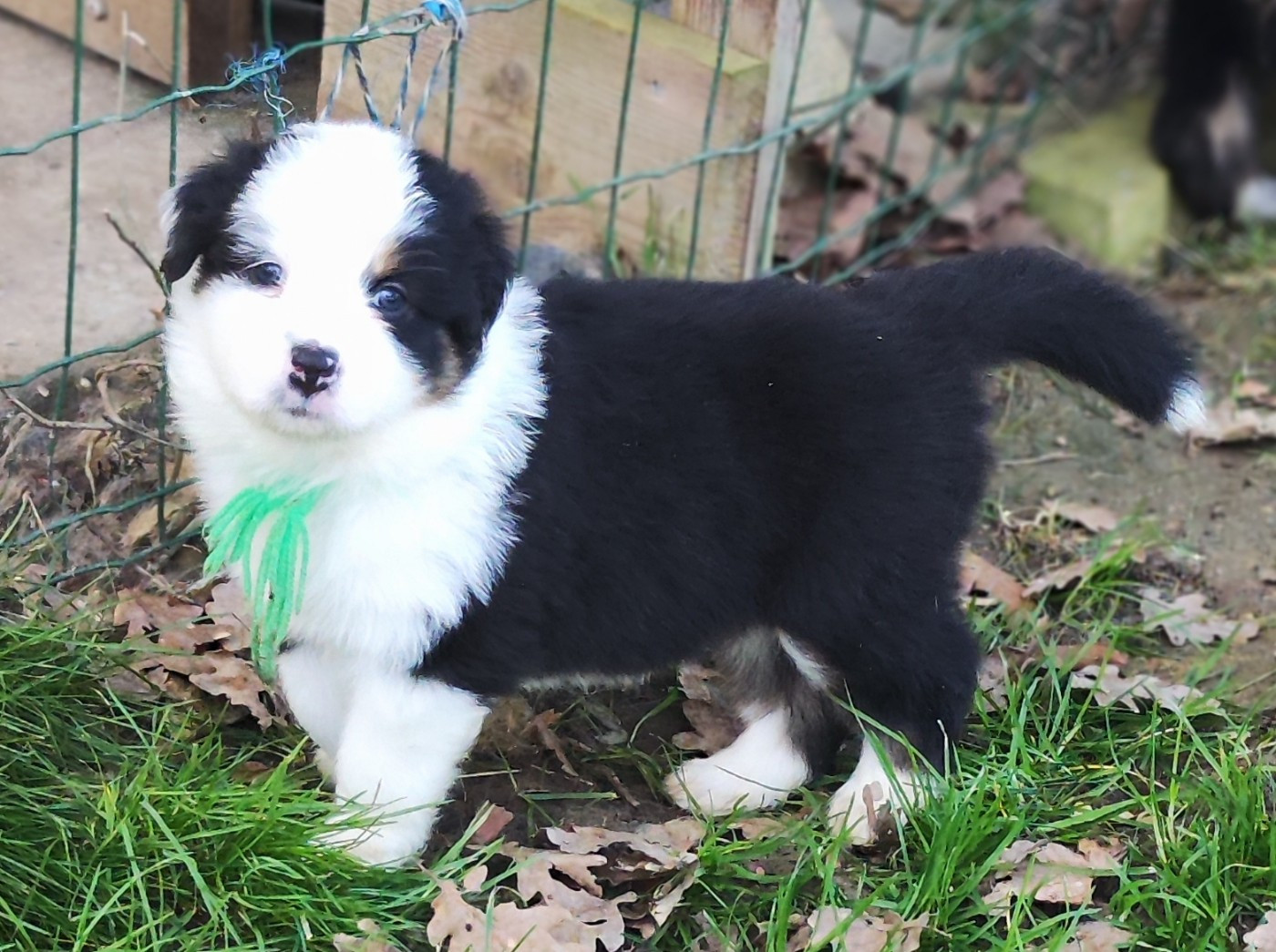 de la Citadelle D'Hermance - Chiots disponibles - Berger Australien