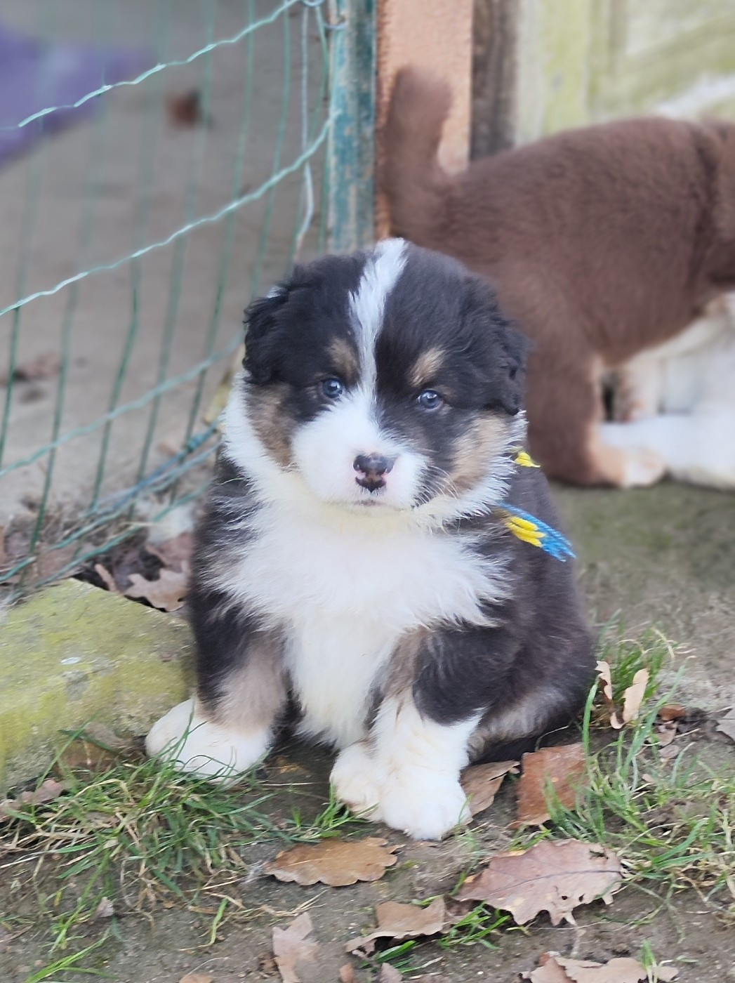 de la Citadelle D'Hermance - Chiots disponibles - Berger Australien
