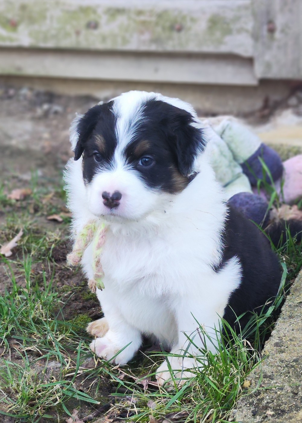 de la Citadelle D'Hermance - Chiots disponibles - Berger Australien