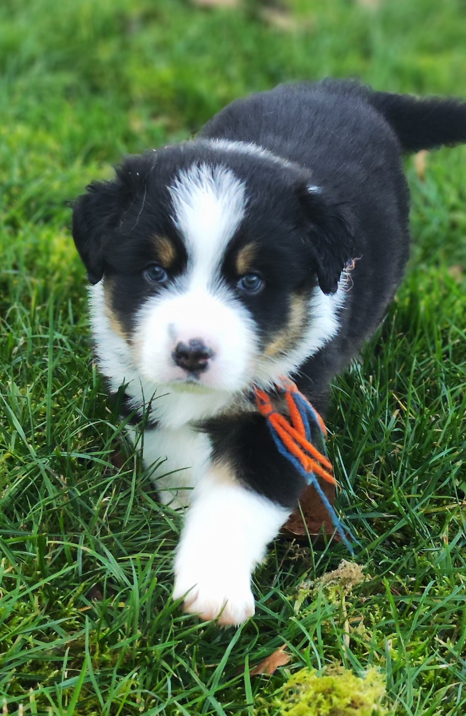 de la Citadelle D'Hermance - Chiots disponibles - Berger Australien