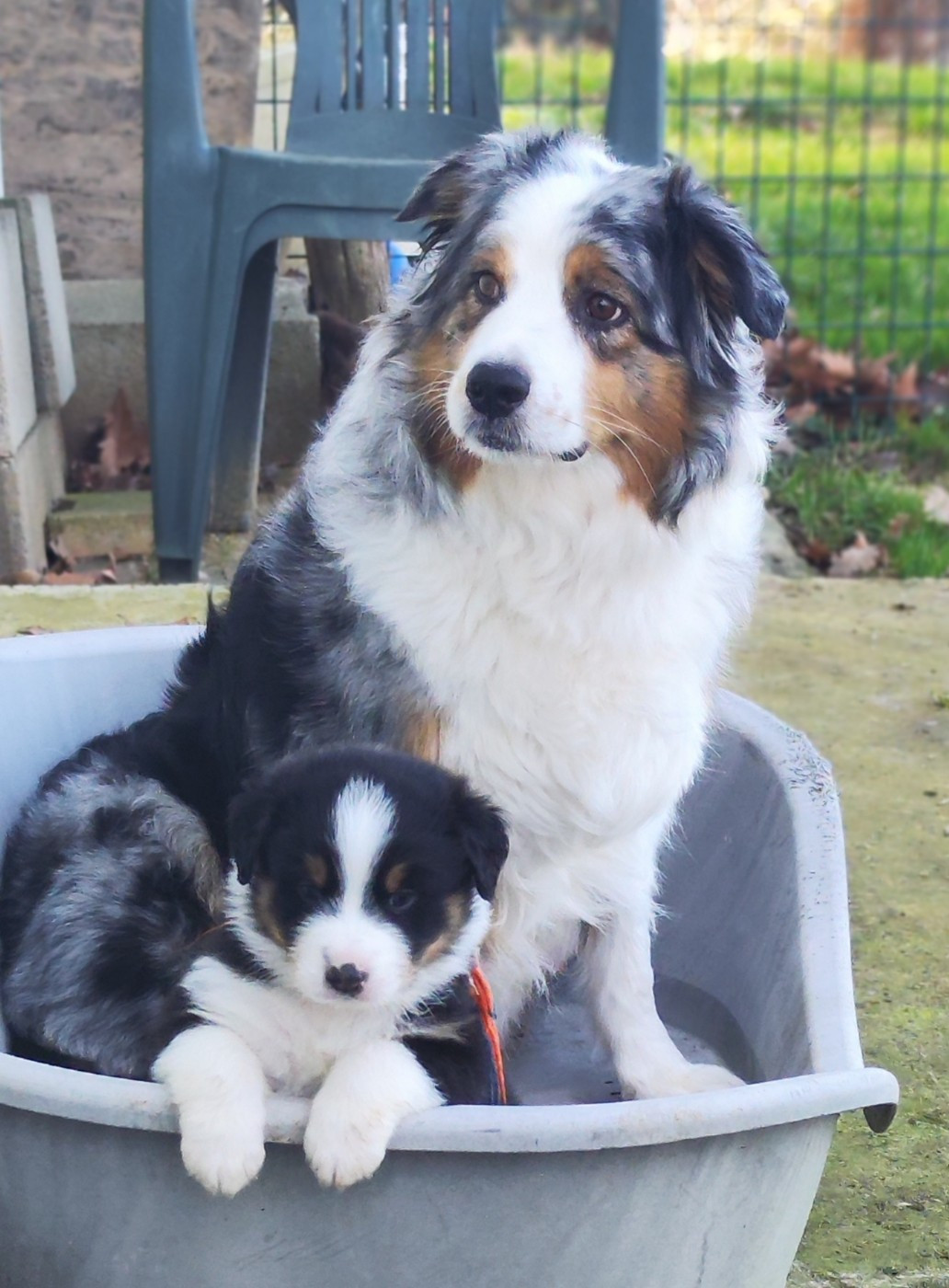 de la Citadelle D'Hermance - Berger Australien - Portée née le 13/12/2025