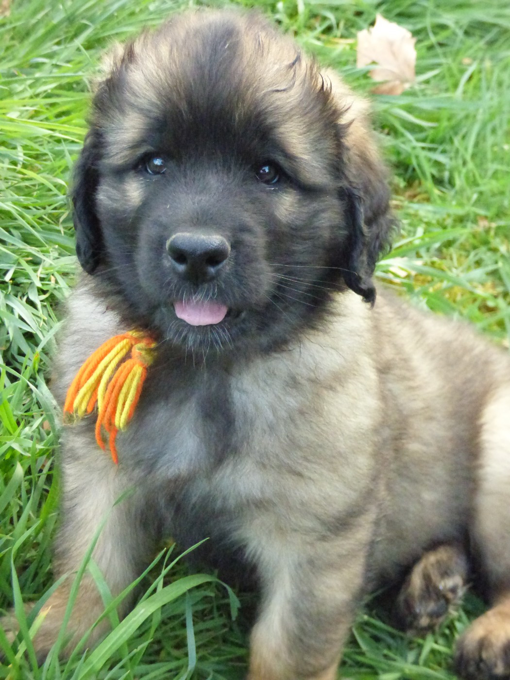 de la Citadelle D'Hermance - Chiots disponibles - Leonberger