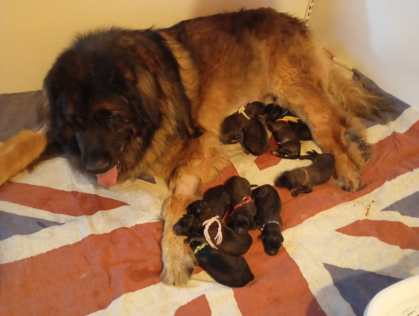 de la Citadelle D'Hermance - Chiots disponibles - Leonberger