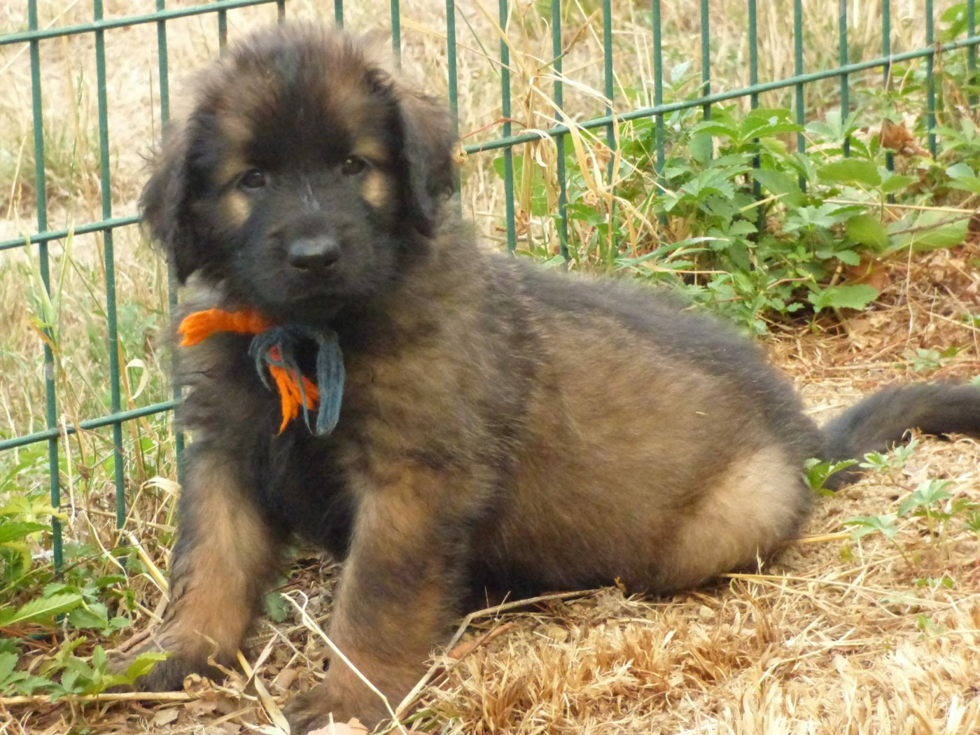 de la Citadelle D'Hermance - Chiots disponibles - Leonberger