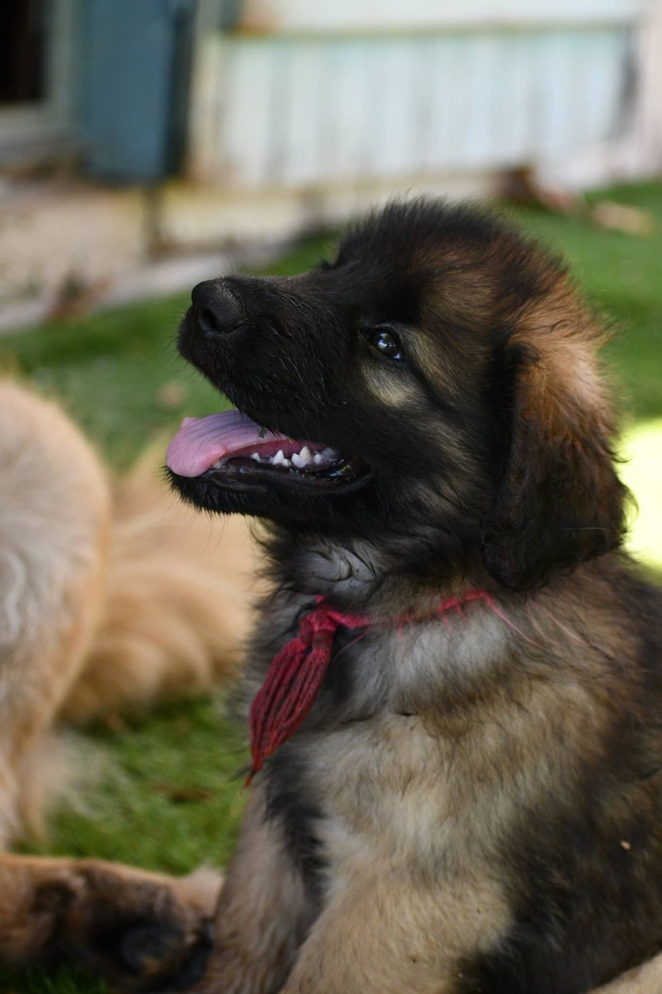 de la Citadelle D'Hermance - Chiots disponibles - Leonberger