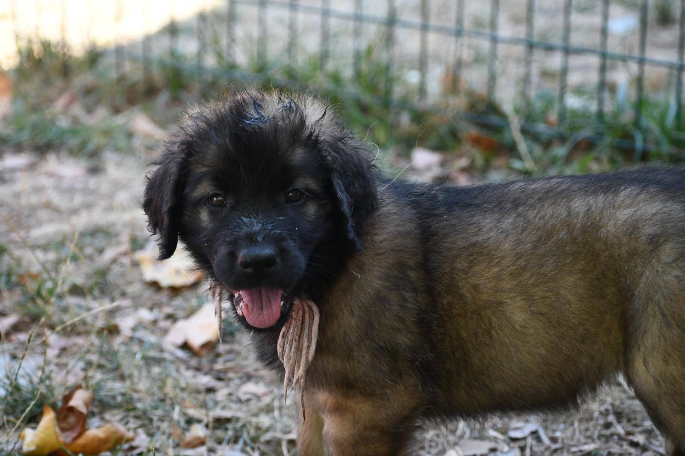 de la Citadelle D'Hermance - Chiots disponibles - Leonberger