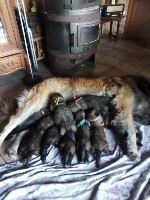 CHIOT